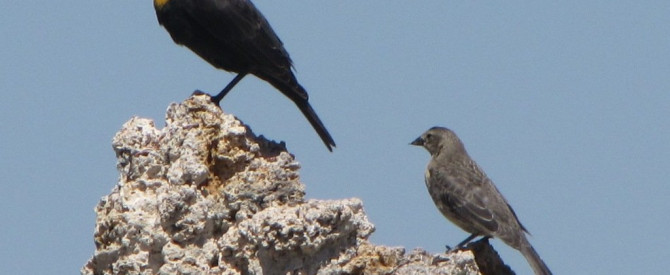 תמונה ראשית עבור: ציפורים ב-Mono Lake