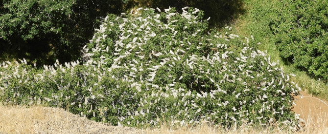 California Buckeye - Aesculus californica - ערמונית קליפורנית