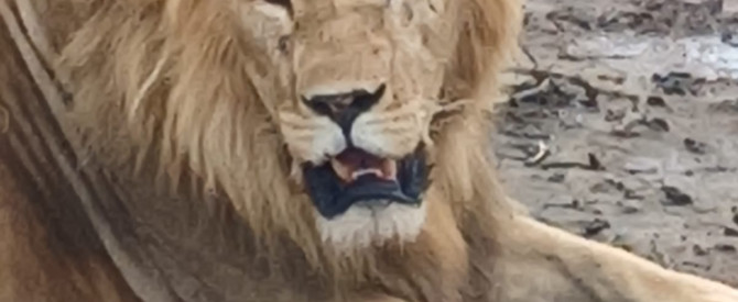 טנזניה  peter fraizerמדריך מעולה לספארי מתוך הטיפ של מטייל_4250393 - למטייל