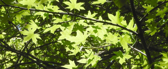 Oriental Sweetgum - Liquidambar orientalis - ליקווידמבר מזרחי