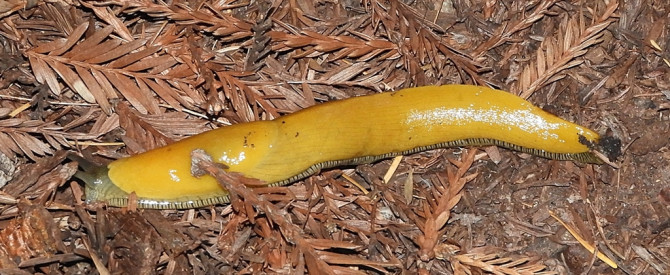 תמונה ראשית עבור: Banana Slug - Ariolimax dolichophallus - חשופית בננה