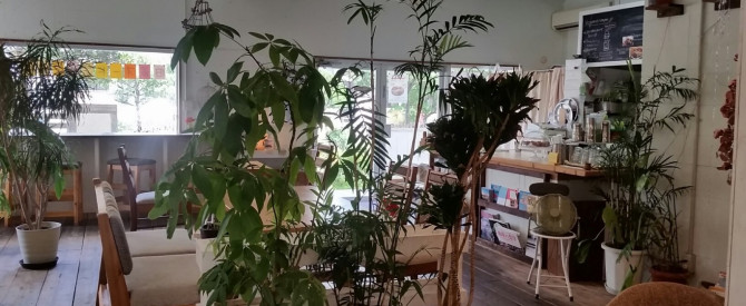 דצ'יביקה מתוך הטיפ של Roi eco - למטייל