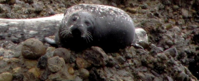 תמונה ראשית עבור: כלב ים מצוי – Harbor Seal – Phoca vitulina